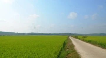 محصول الأرز الشتوي الربيعي في مقاطعة لام دونغ يبشر بموسم حصاد وفير